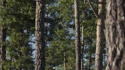 Gumroad   Vertex Trees   Scots Pines Bundle
