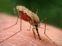 В Украине зафиксирован вариант малярии