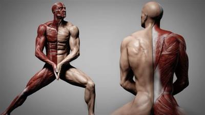 Human Anatomy for Artists using Zbrush and Photoshop