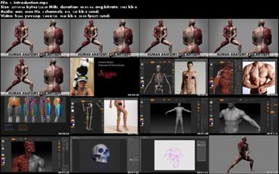 Human Anatomy for Artists using Zbrush and Photoshop