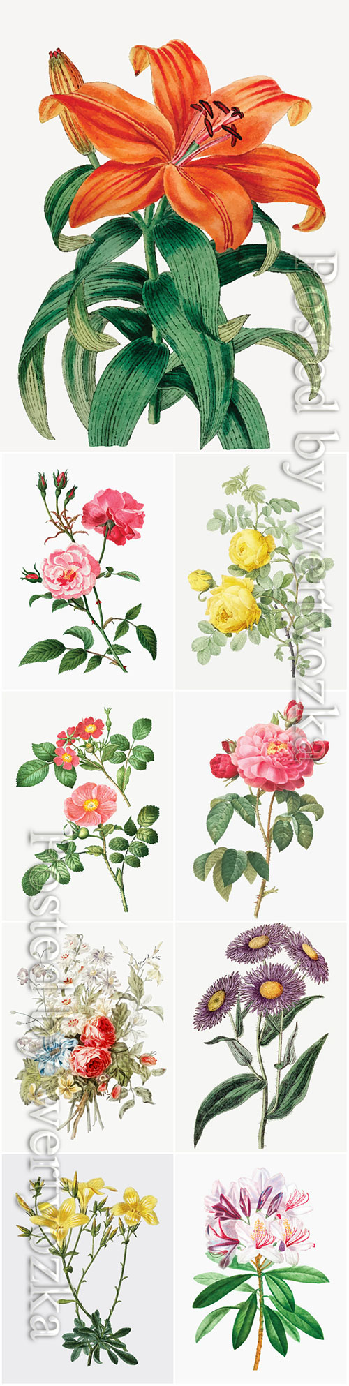 Beautiful blooming different flowers vector set
