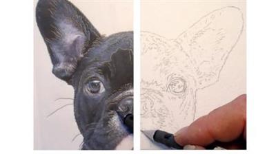 Tracing for drawing and painting a dog portrait how to trace