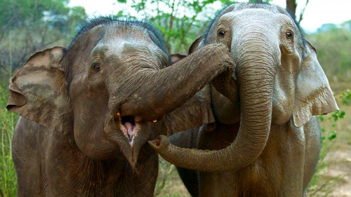 BBC Natural World - Sri Lanka Elephant Island (2013)
