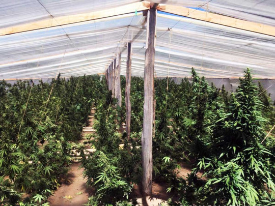 Не совсем лишь арбузы и томаты: под Херсоном изъяли «урожай» марихуаны на практически 20 млн грн
