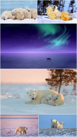 Collection of animal wallpapers   Polar Bear