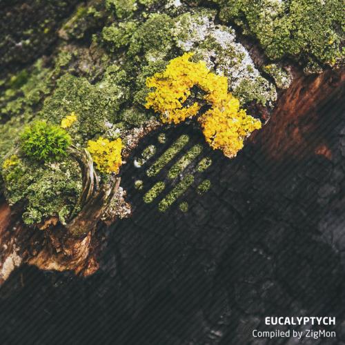 Eucalyptych (2020)