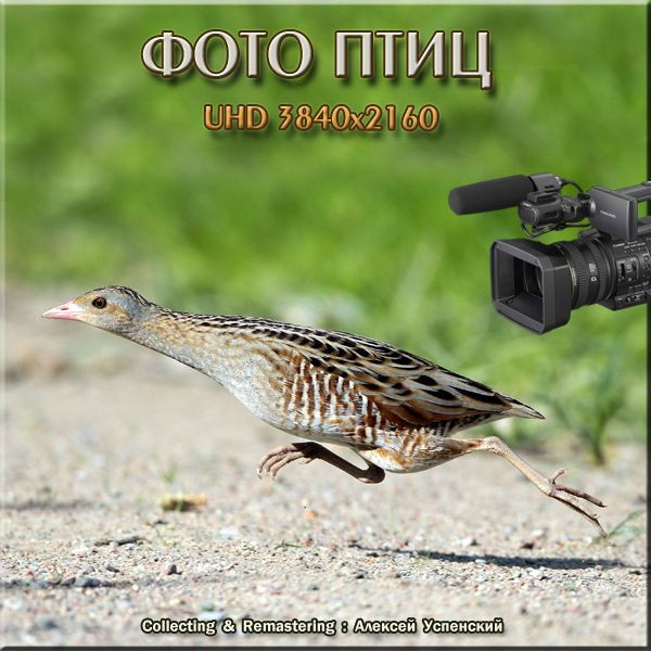 Фото природы. Птицы России. UHD 3840х2160 (447 шт) JPG