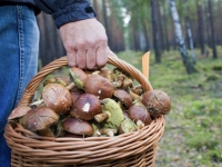 Цього року 60 жителей нашей планеты в Україні отруїлося грибами – Центр громадського здоров’я