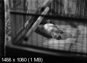 Люди-кошки / Кошачье племя / Cat People (1942) BDRip 720p от liosaa 