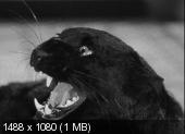 Люди-кошки / Кошачье племя / Cat People (1942) BDRip 1080p от liosaa 